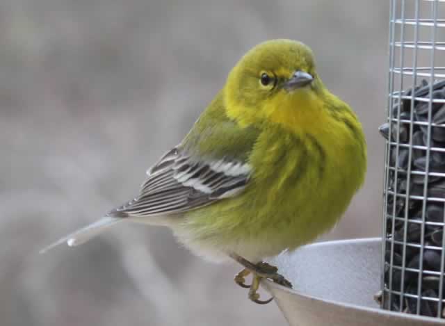 Pine Warbler